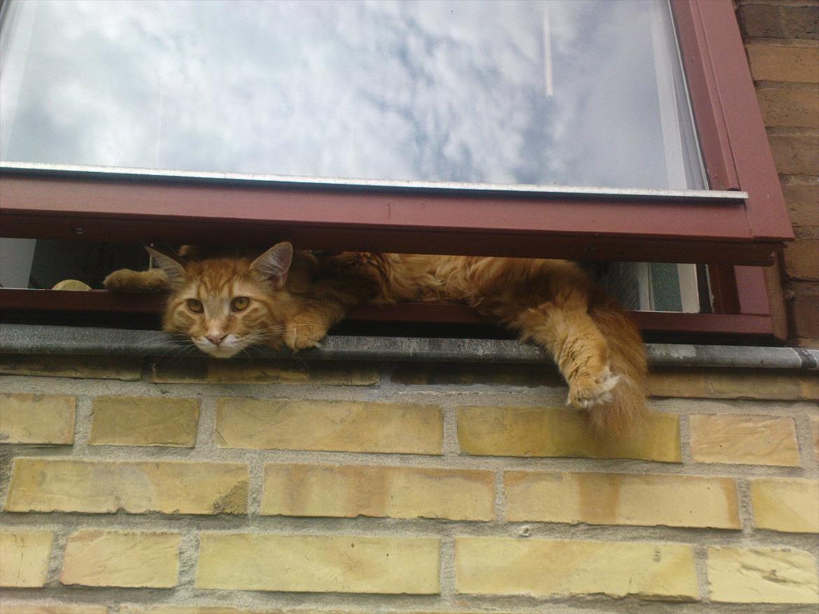 Maine Coon Simba billede 16