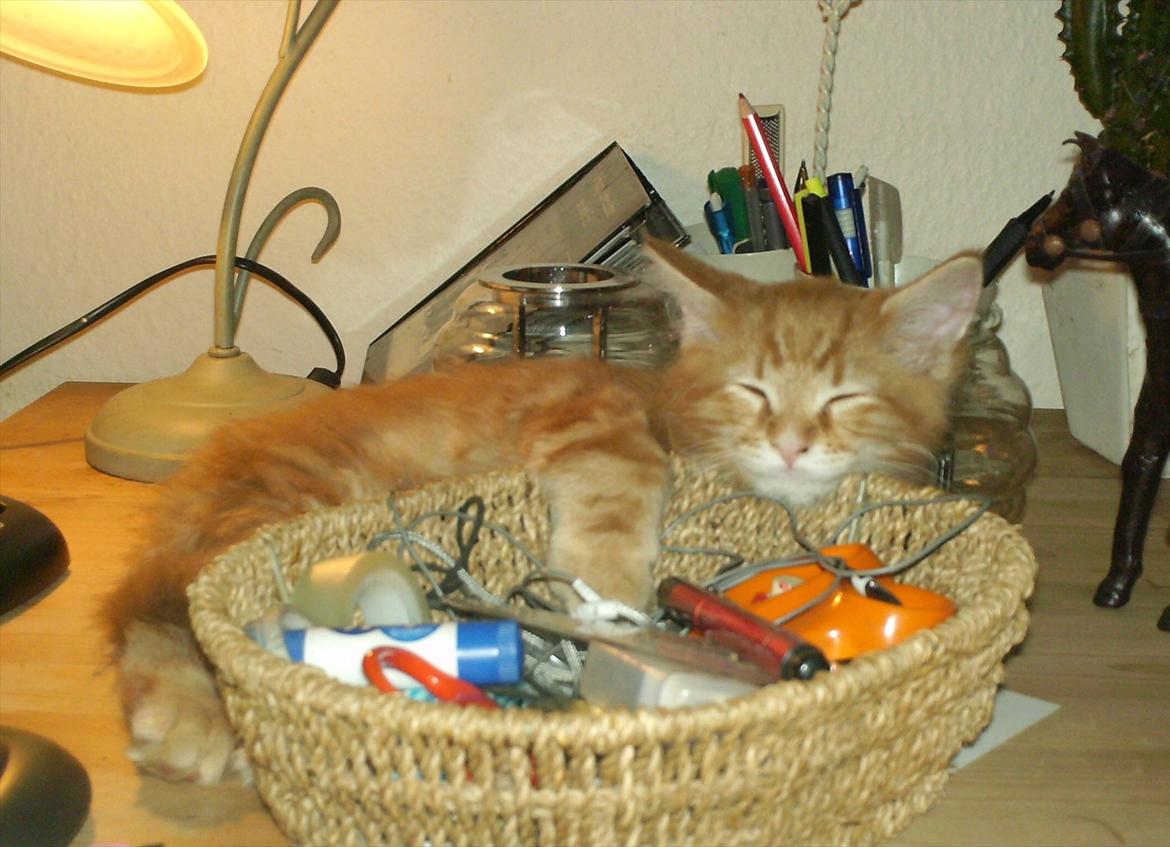 Maine Coon Simba billede 17