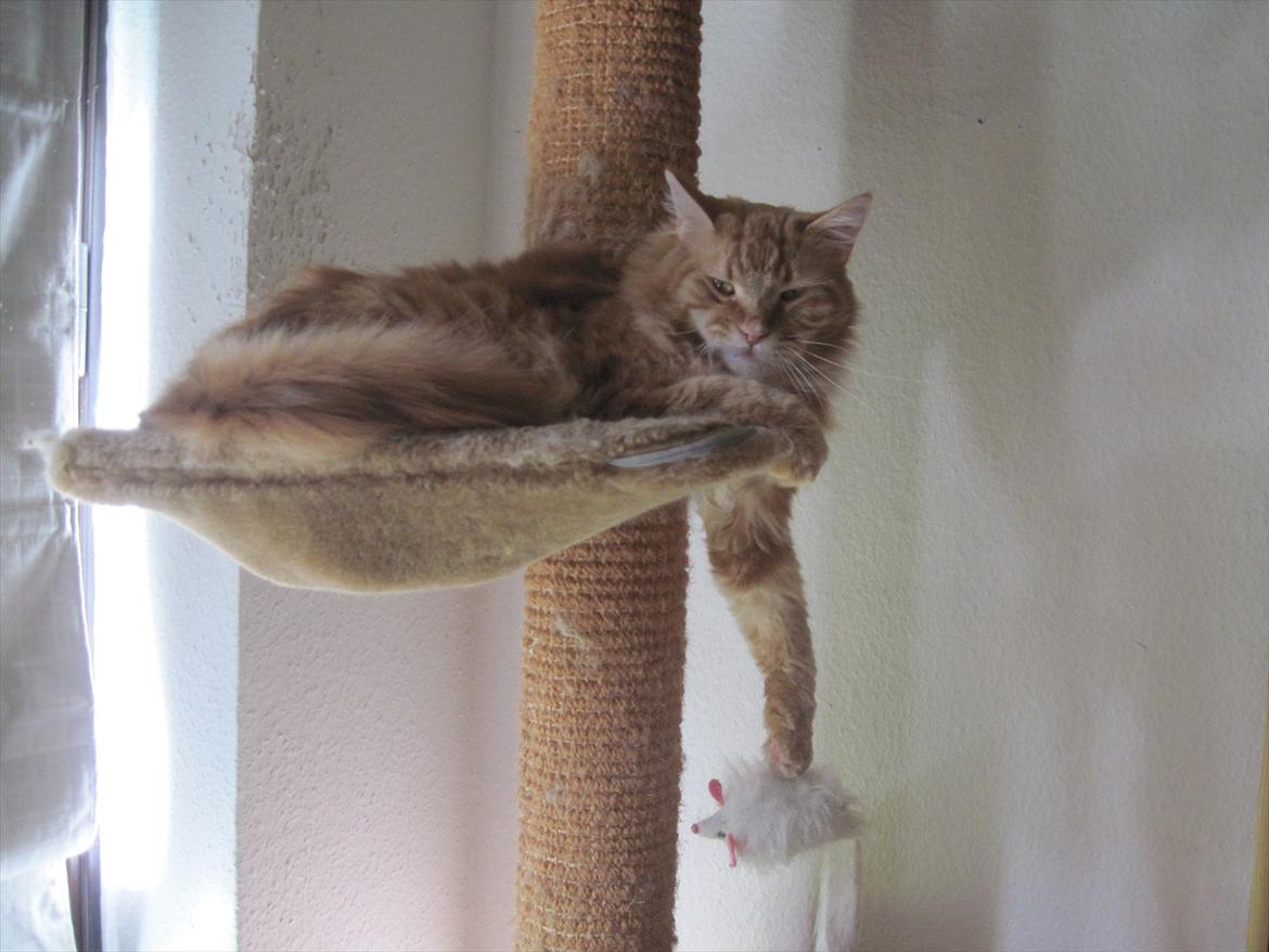 Maine Coon Simba billede 18