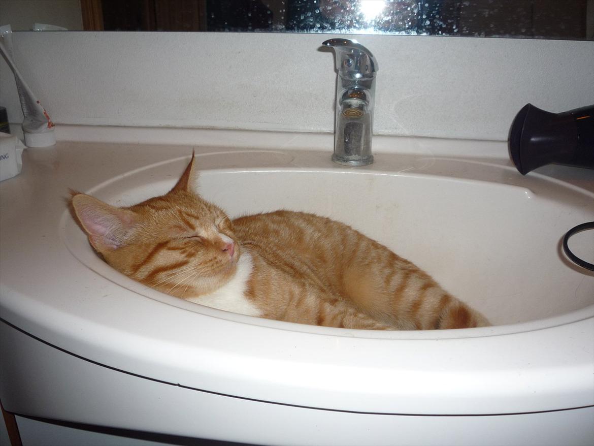 Huskat Gustav - Tager lige en bette skraber i håndvasken.  billede 3