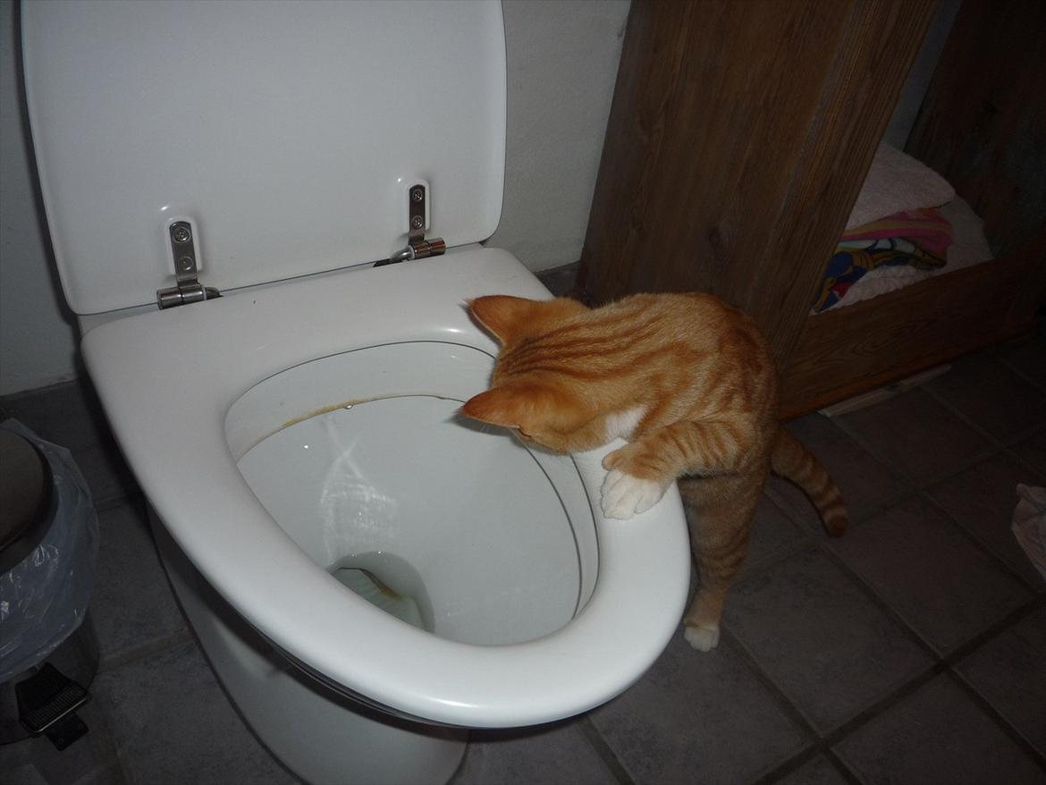 Huskat Gustav billede 4