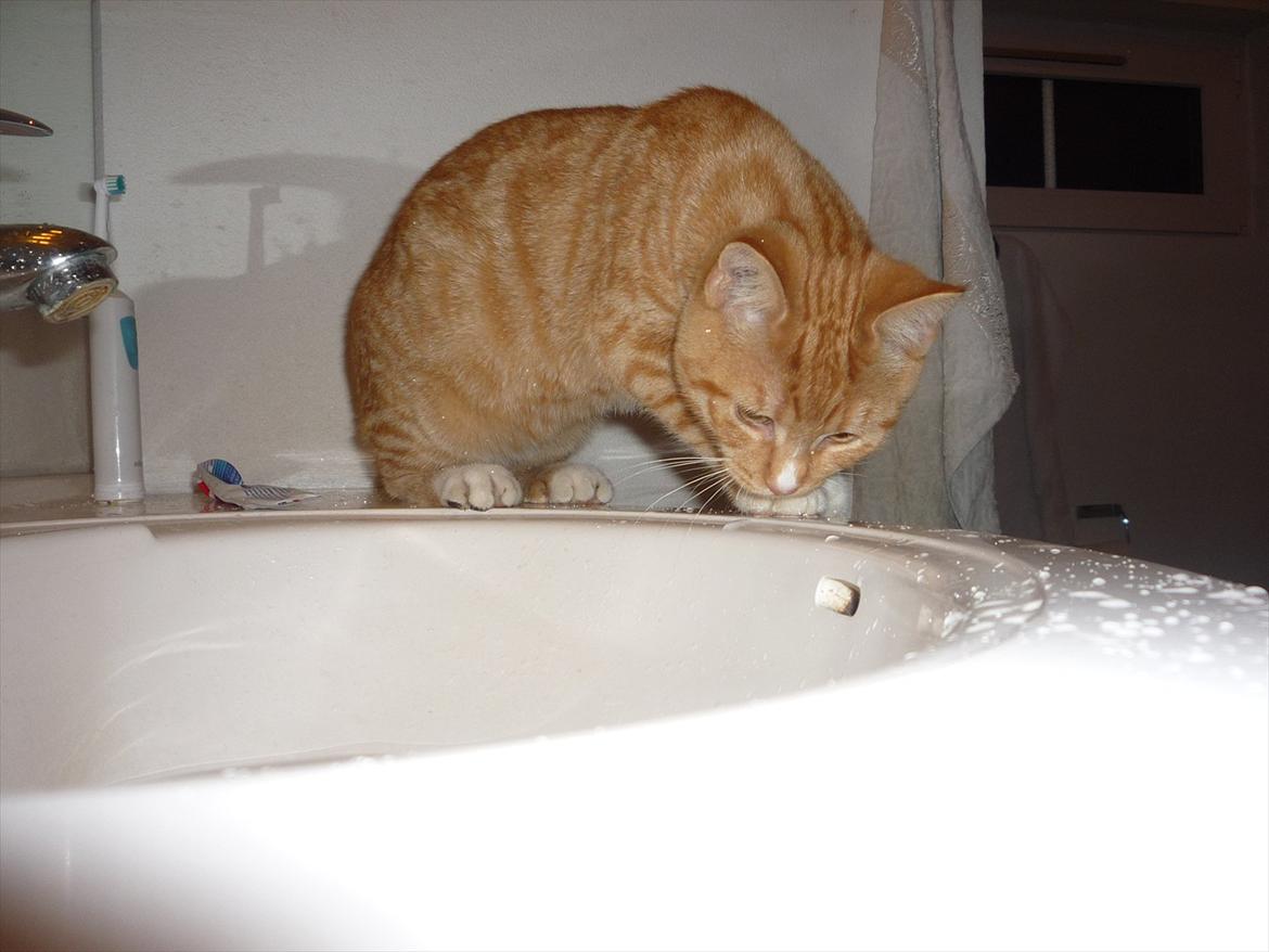 Huskat Gustav billede 5