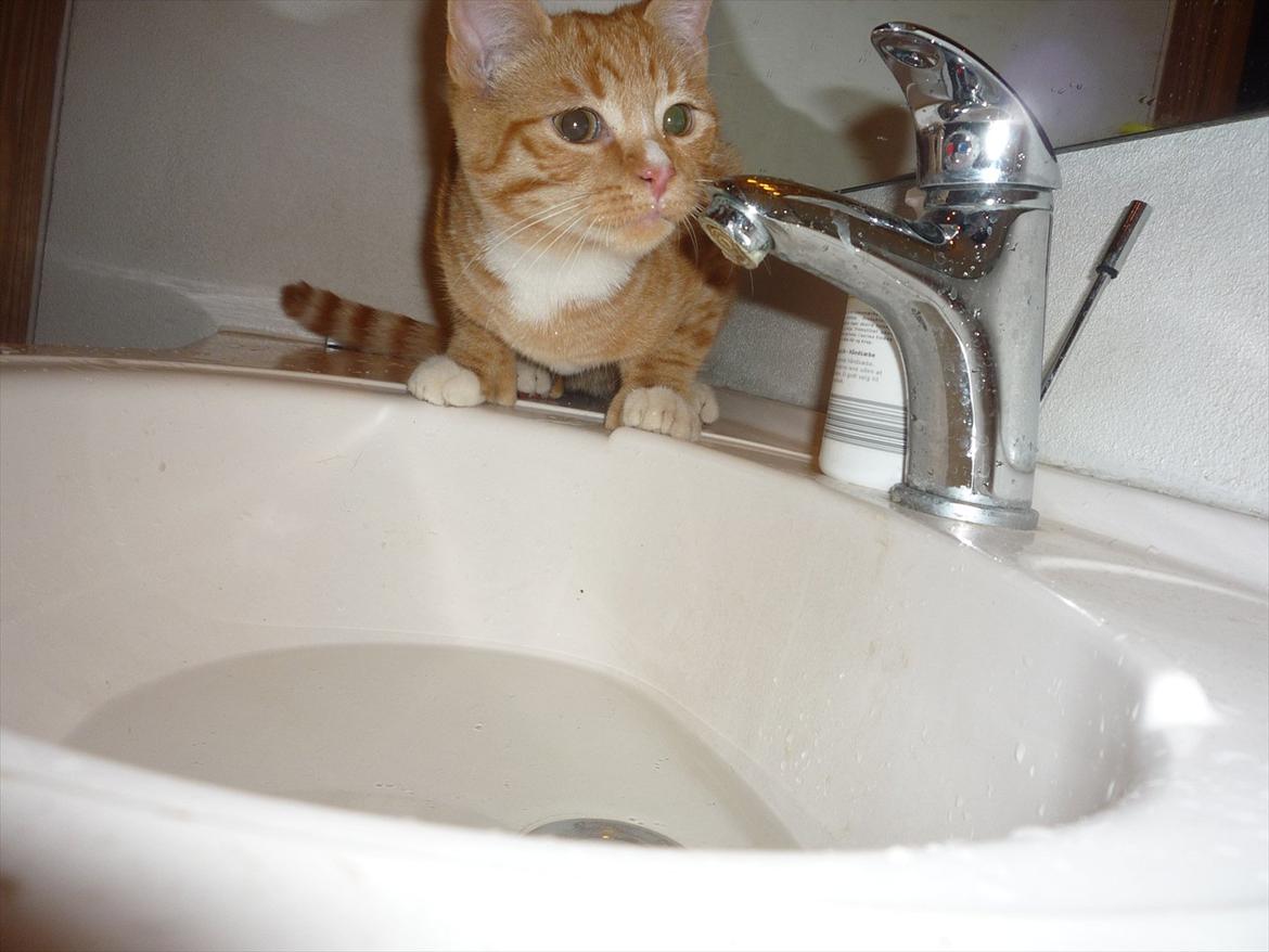 Huskat Gustav billede 6