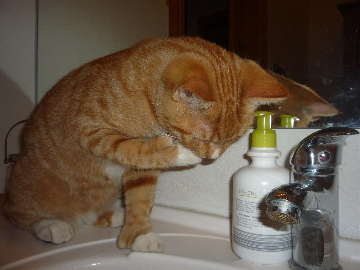 Huskat Gustav billede 7