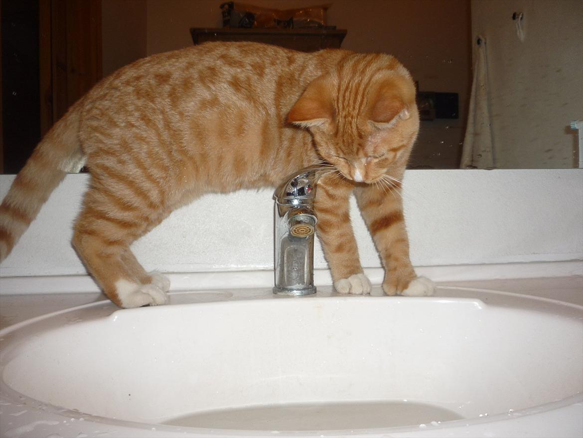 Huskat Gustav billede 8