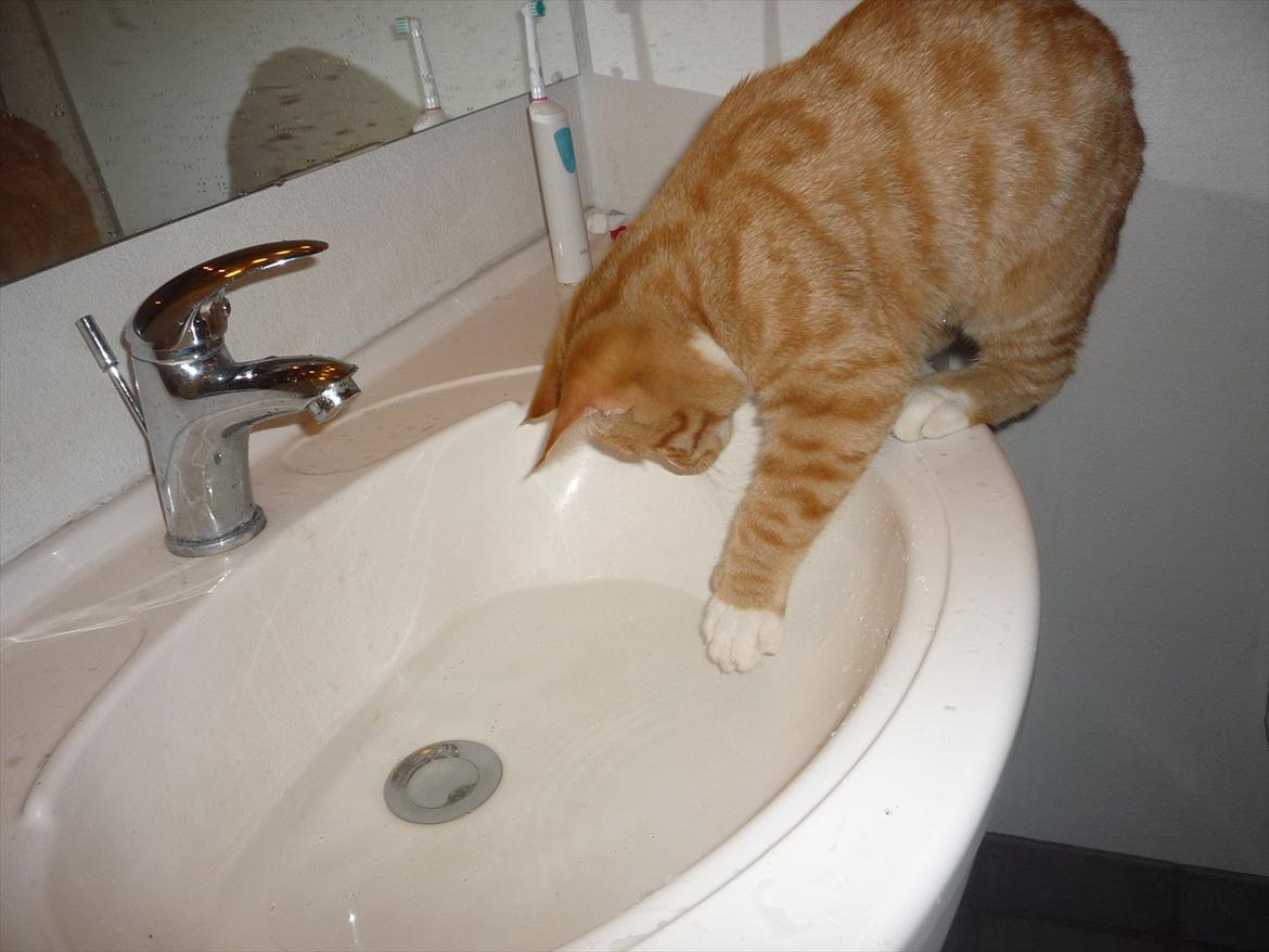 Huskat Gustav billede 9