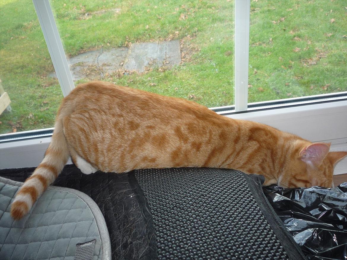 Huskat Gustav billede 10