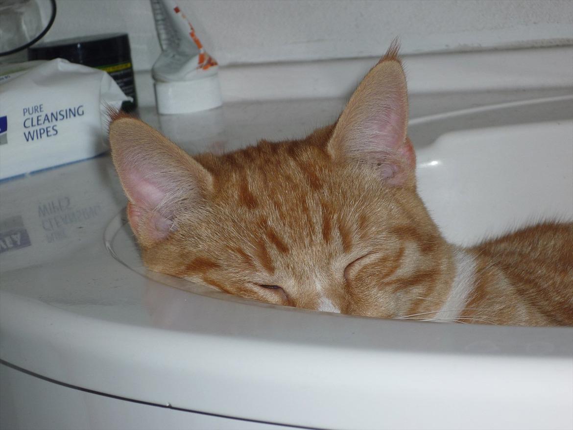 Huskat Gustav billede 11