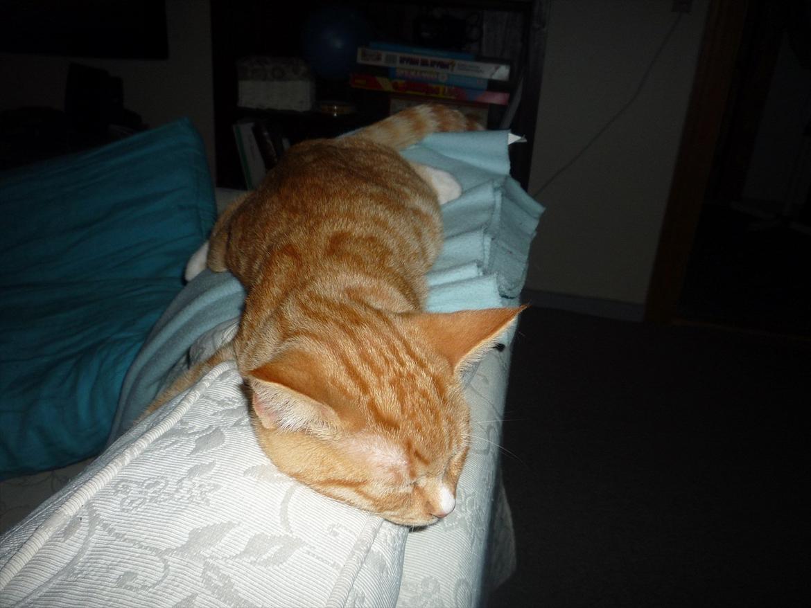 Huskat Gustav billede 12