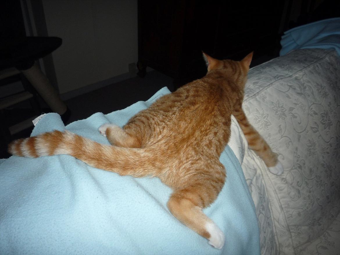 Huskat Gustav billede 13