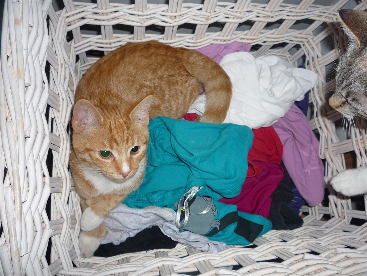 Huskat Gustav billede 14