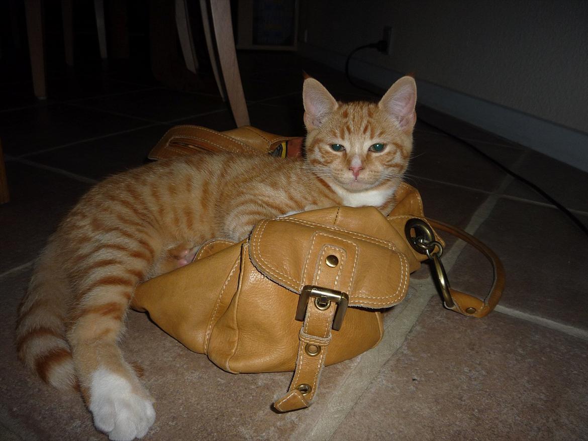 Huskat Gustav billede 1