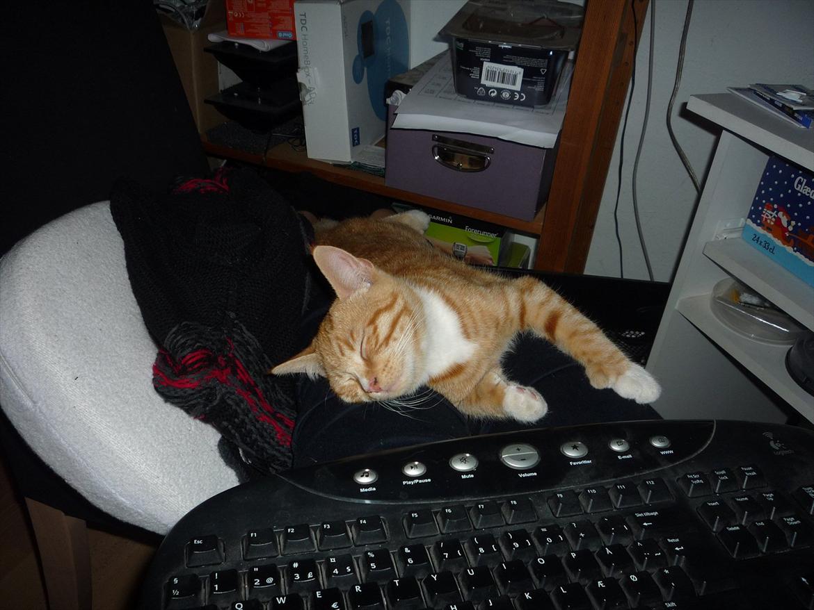 Huskat Gustav billede 16