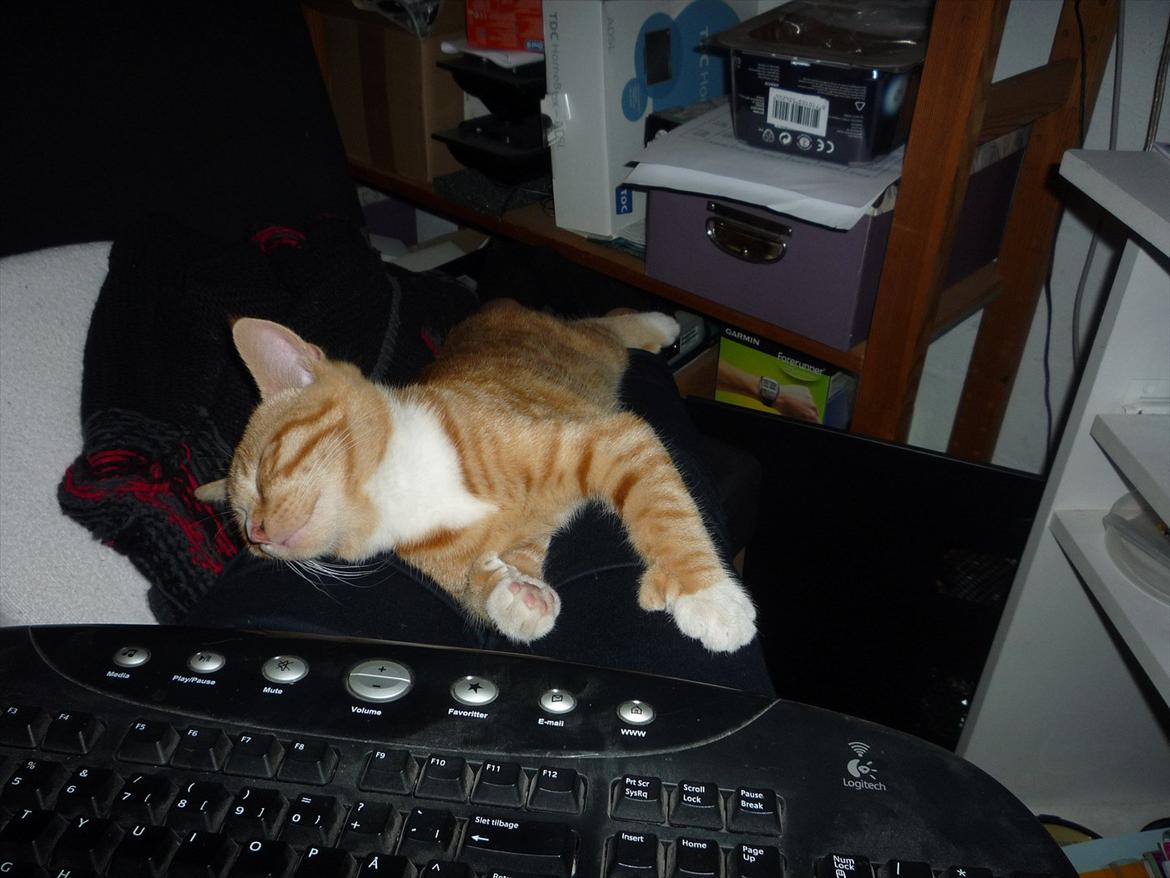 Huskat Gustav billede 2