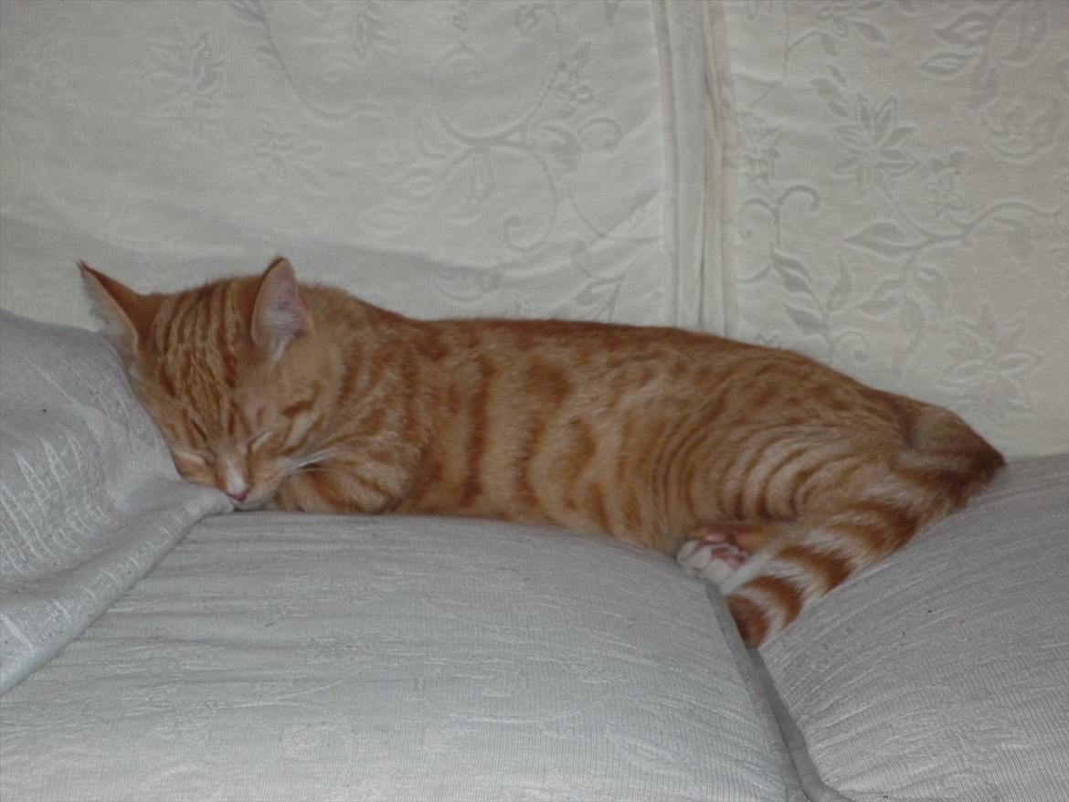 Huskat Gustav billede 17