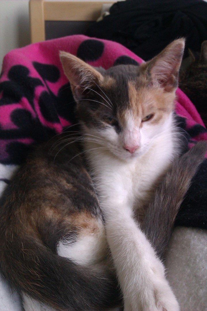 Huskat Thilde - Min elskede Thilde <3 billede 1