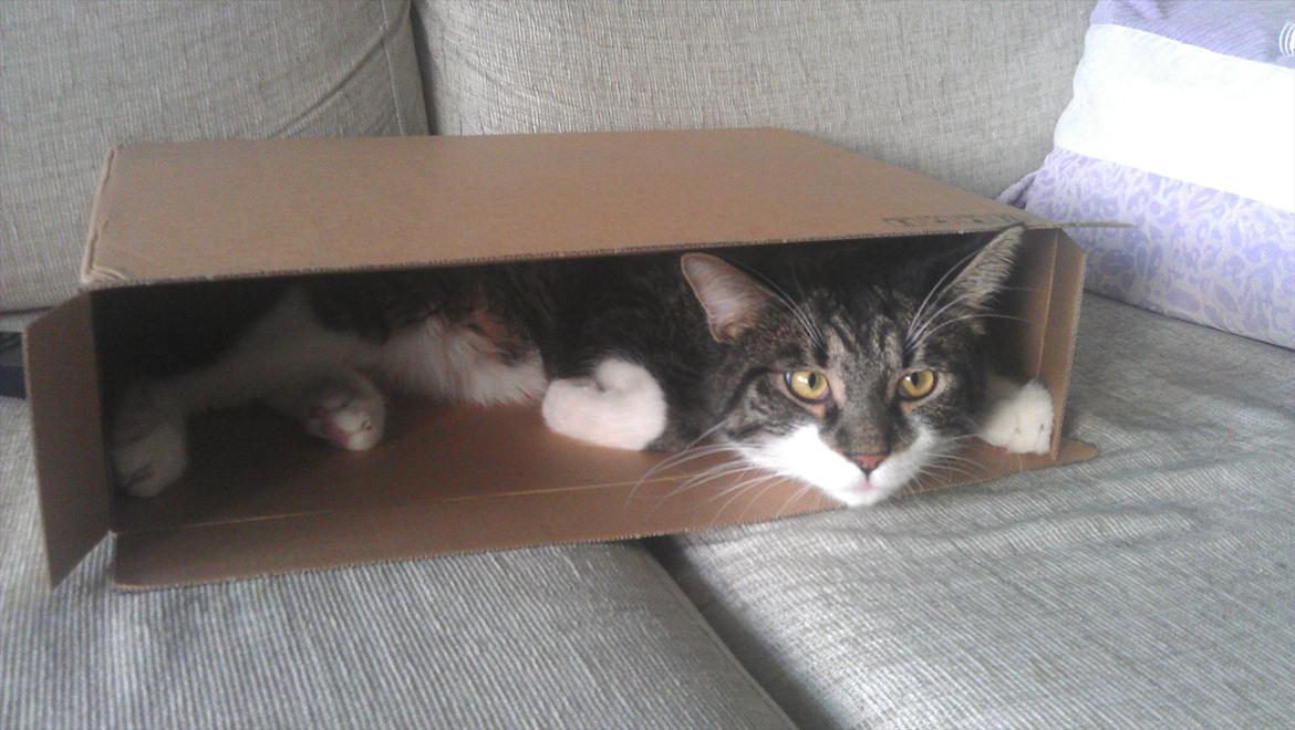 Blanding af racer <3 Toulouse <3 - Ihh papkasse fra mors nye computer, kan lige klemme mig derind :D billede 18