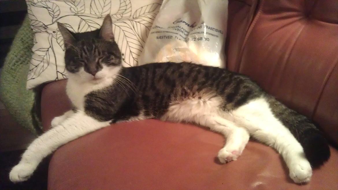 Blanding af racer <3 Toulouse <3 - Jeg er blevet en laang mis :D billede 19