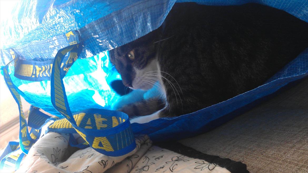 Blanding af racer <3 Toulouse <3 - En rigtig tiger :) billede 20