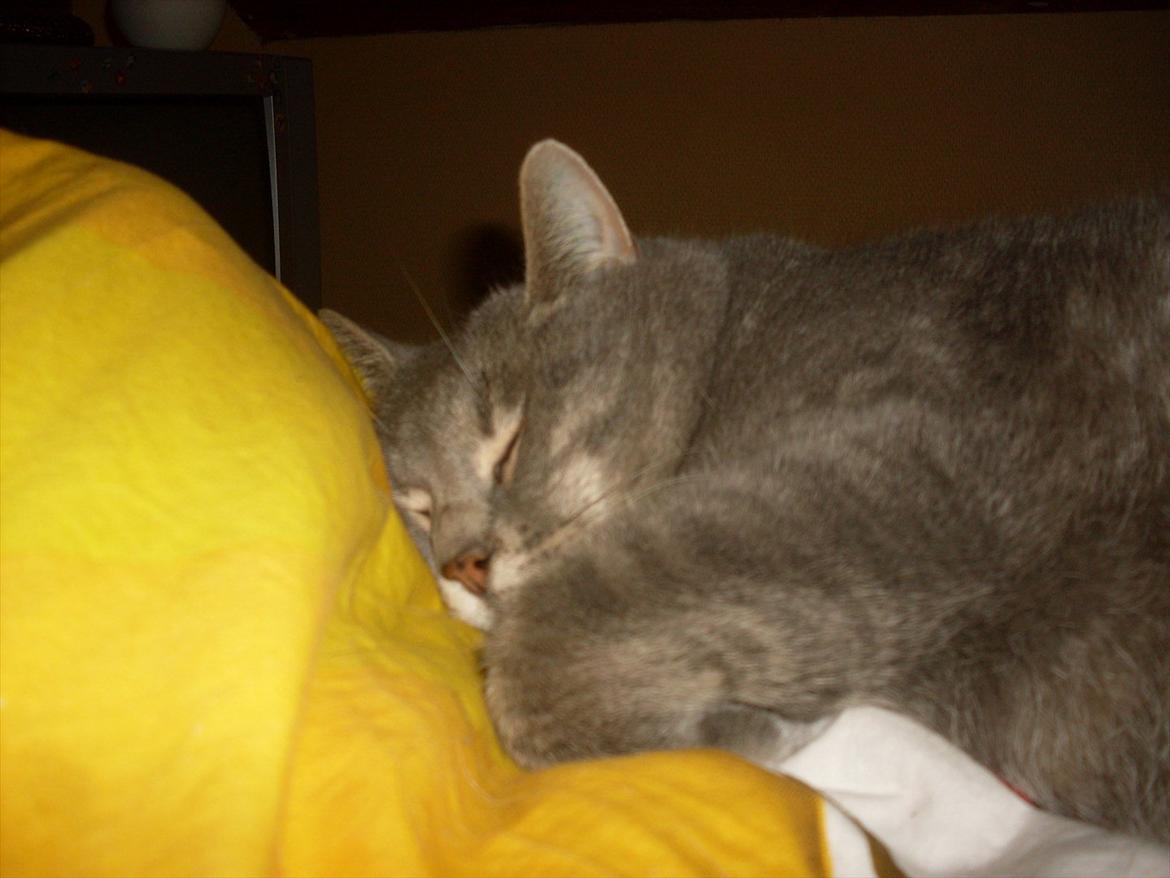 Huskat Tigerdyr - Tær lige en skraber  billede 3