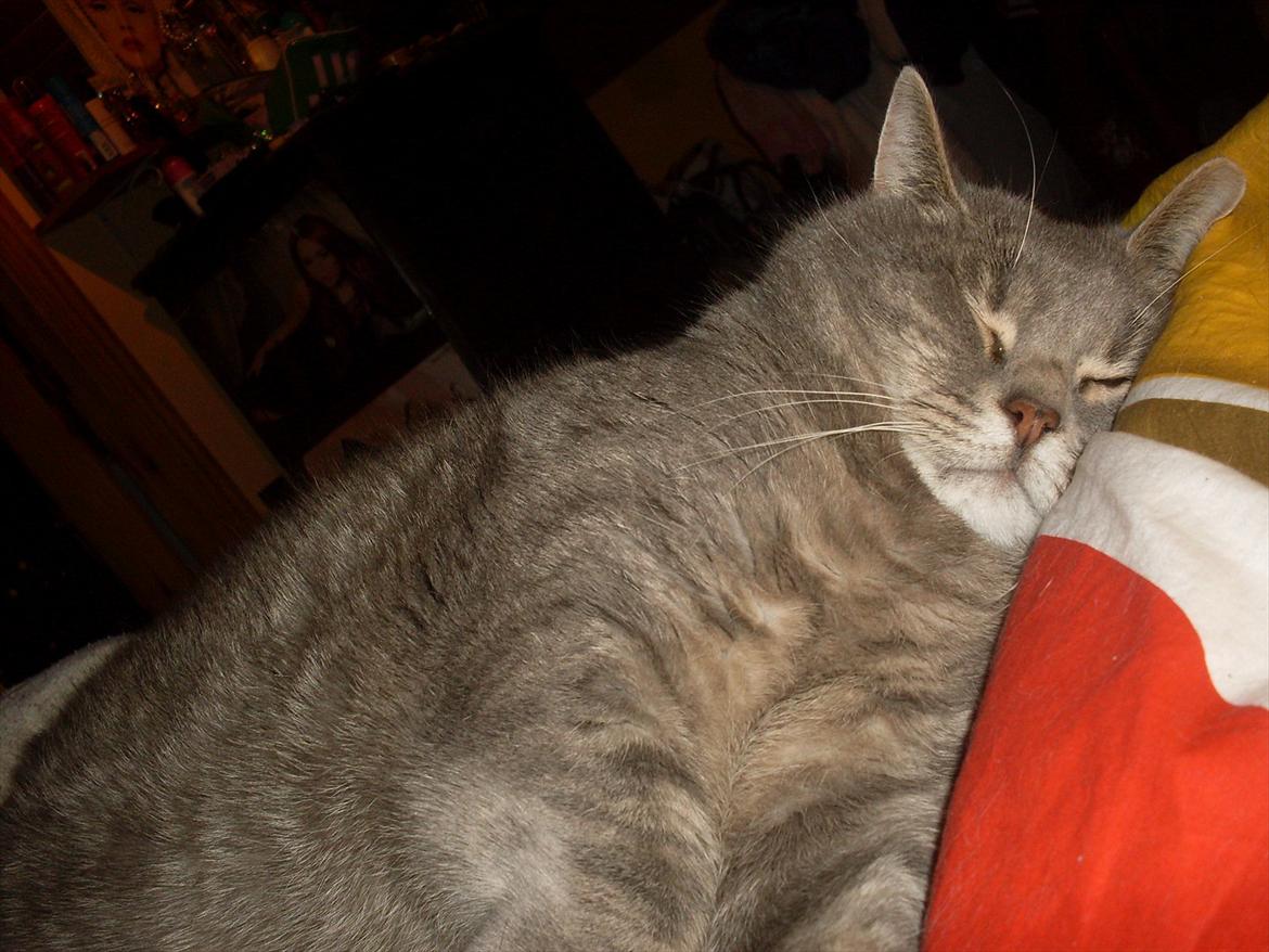 Huskat Tigerdyr billede 4