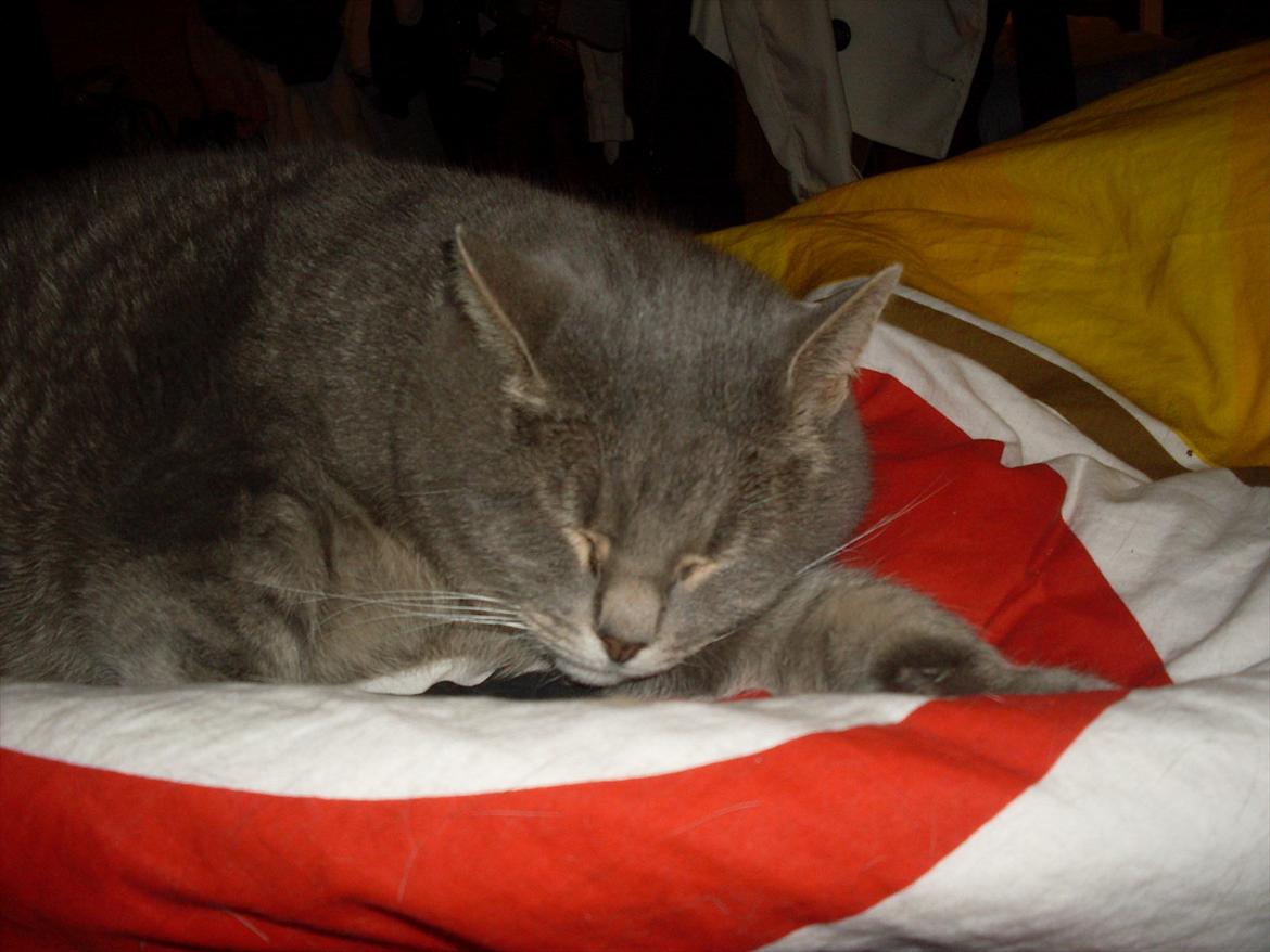 Huskat Tigerdyr billede 5