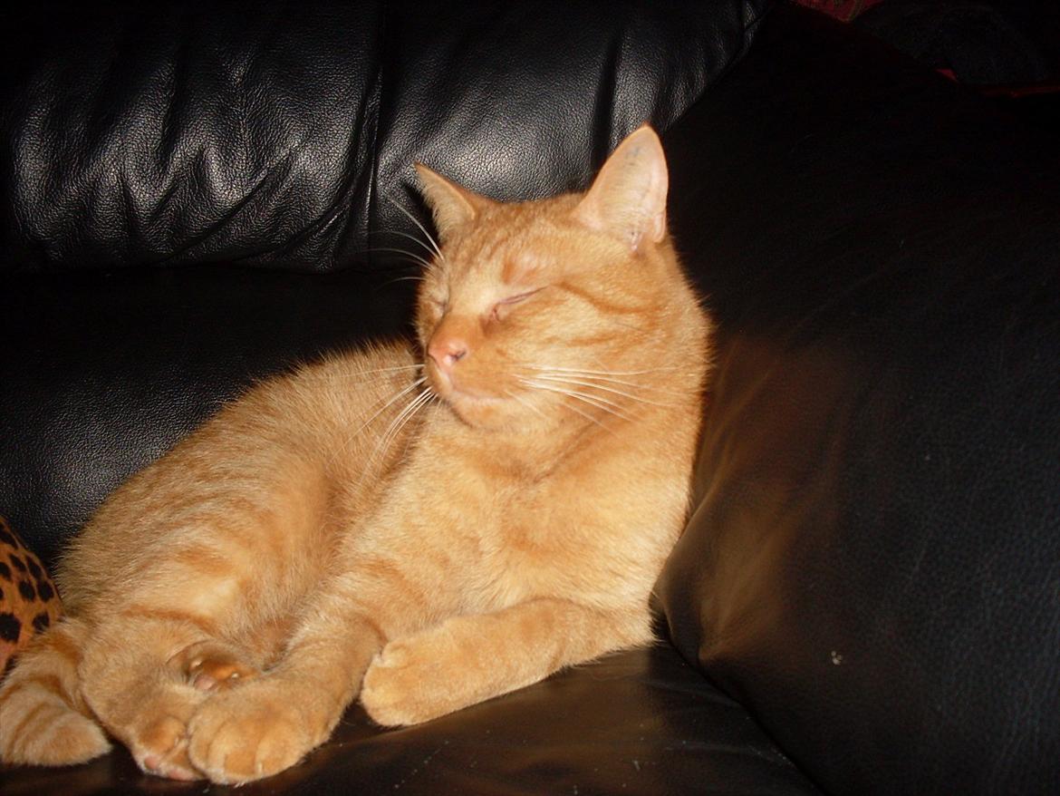 Huskat Baby billede 7