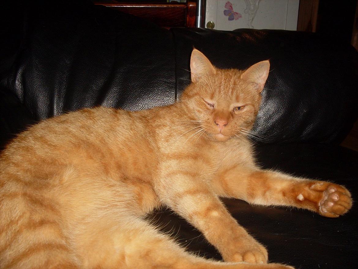 Huskat Baby billede 8