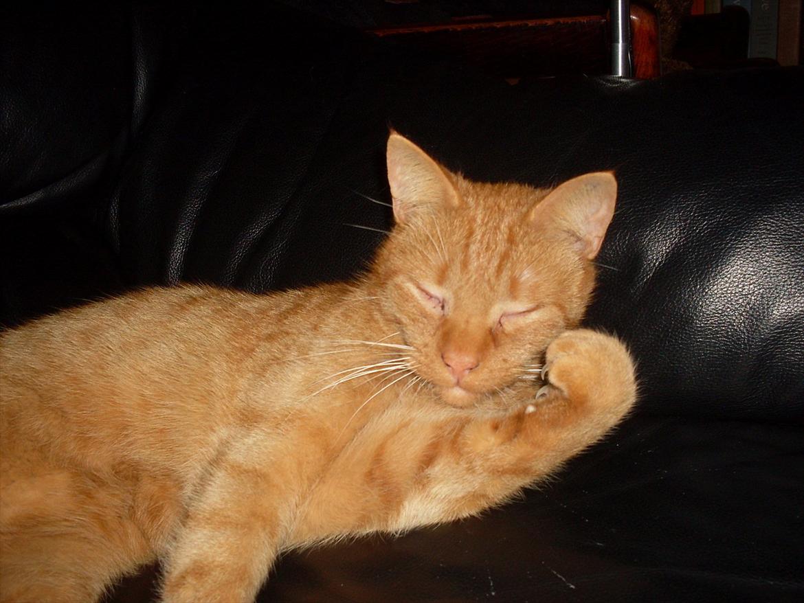 Huskat Baby billede 9