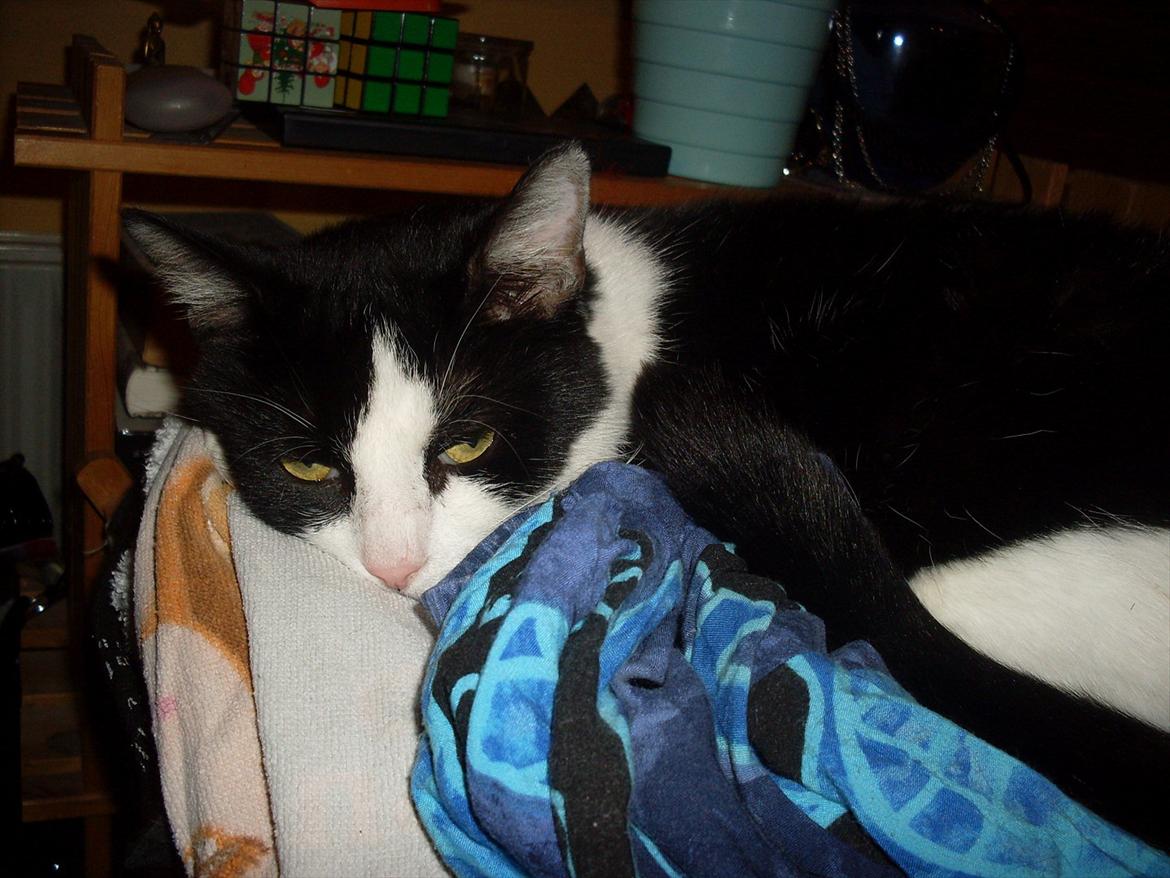 Huskat Buster billede 2