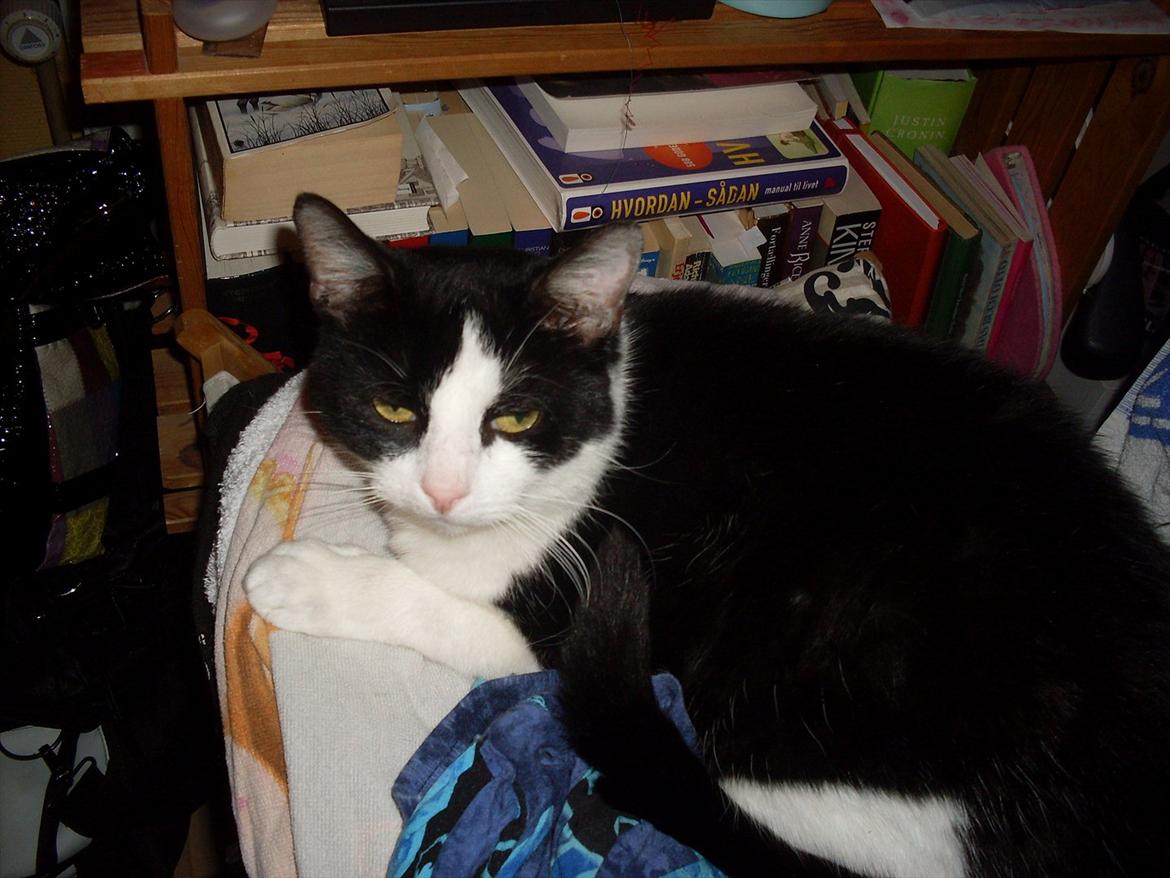 Huskat Buster billede 3