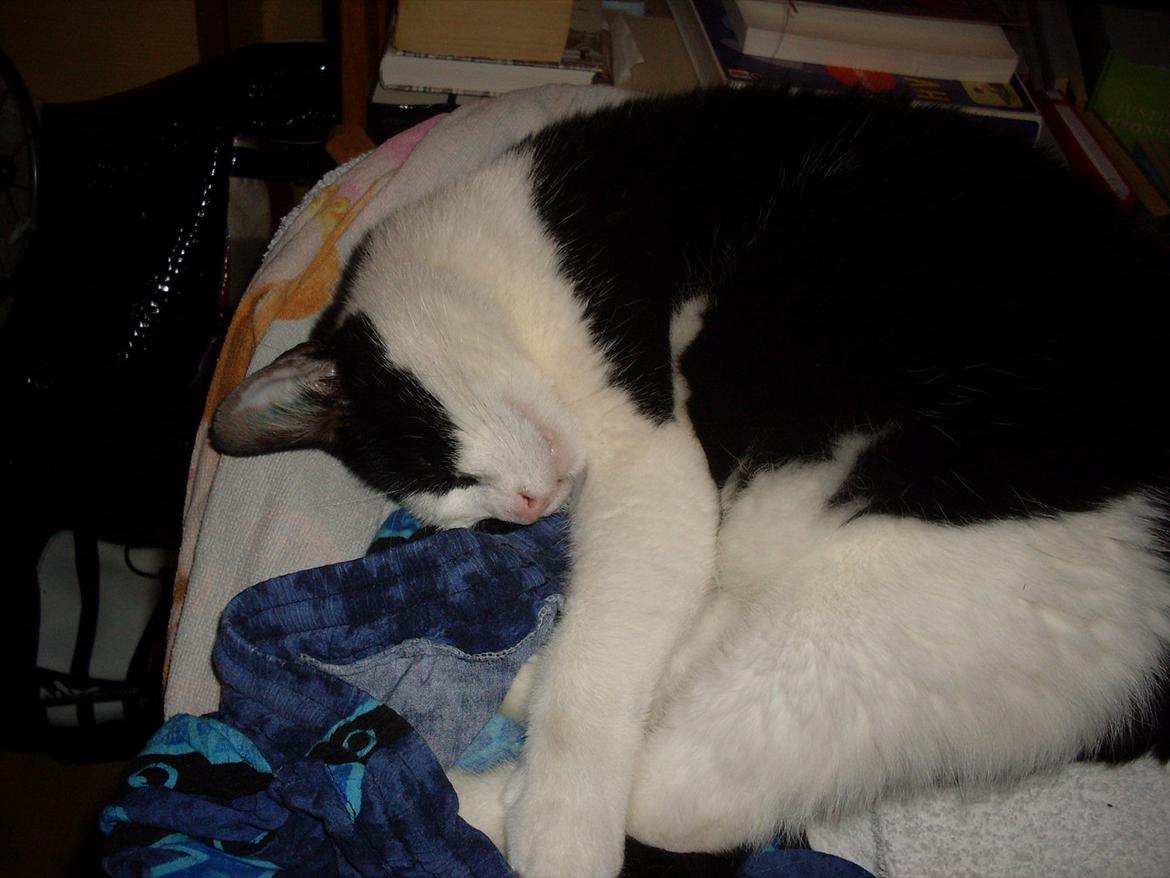 Huskat Buster billede 4