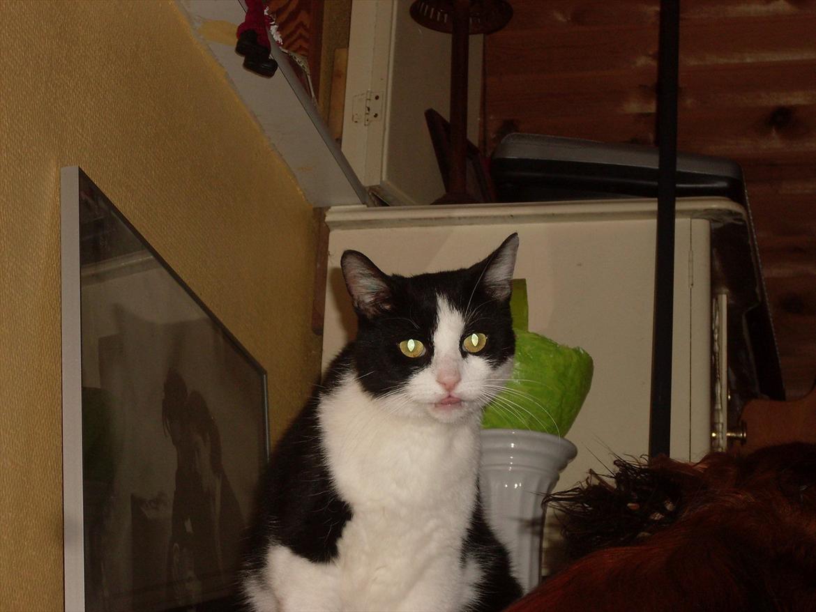 Huskat Buster billede 5