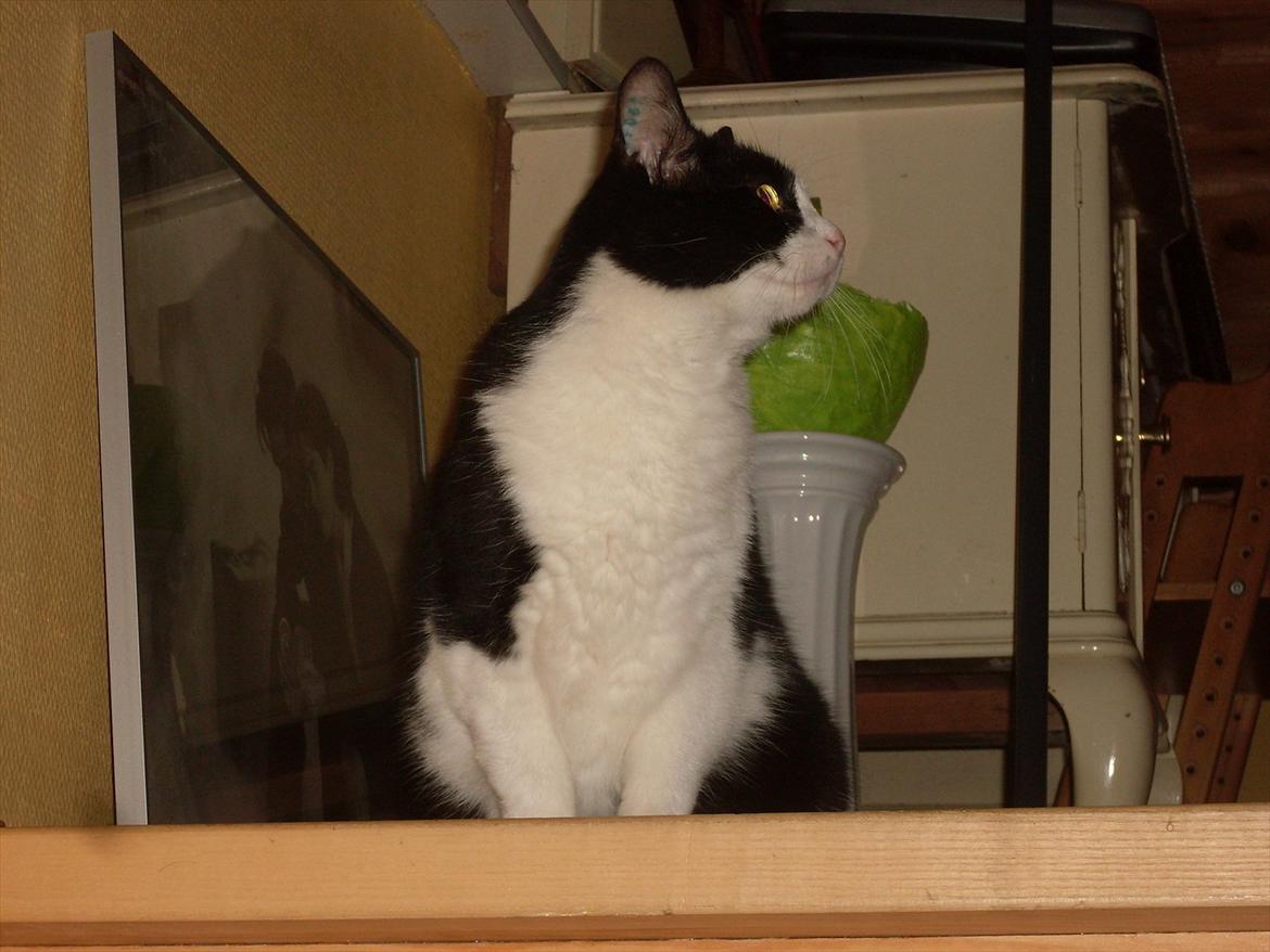 Huskat Buster billede 6