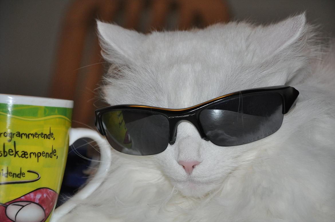 Norsk Skovkat Gavtyvens Lærke ( Musse ) - R.I.P 23.06.15 - Coool Cat, iført Oakley Flak Jacket Livestrong solbrille billede 4