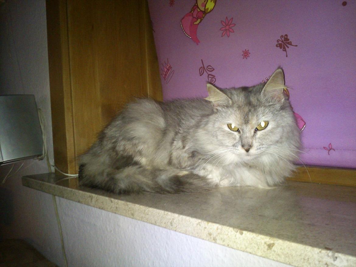 Maine Coon Mimmi(Pippi) R.I.P My Love billede 1