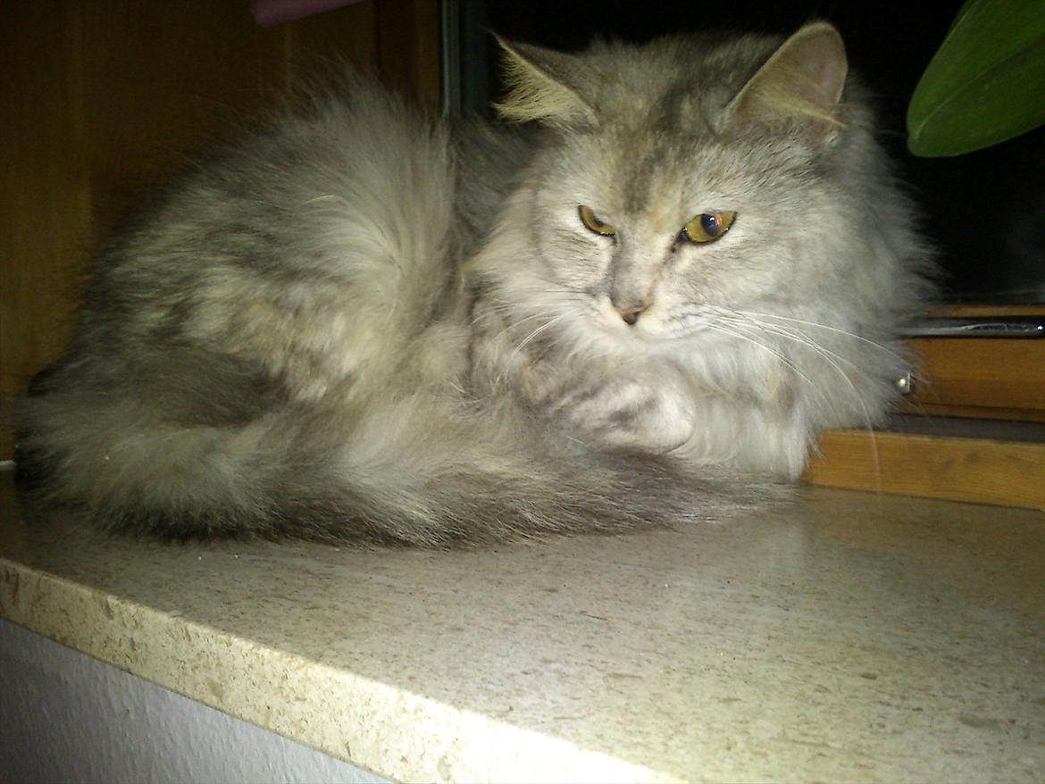 Maine Coon Mimmi(Pippi) R.I.P My Love billede 4