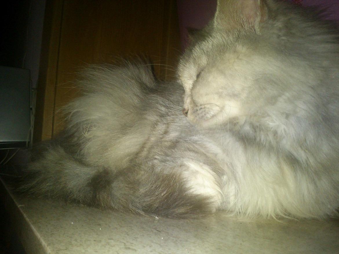 Maine Coon Mimmi(Pippi) R.I.P My Love billede 5