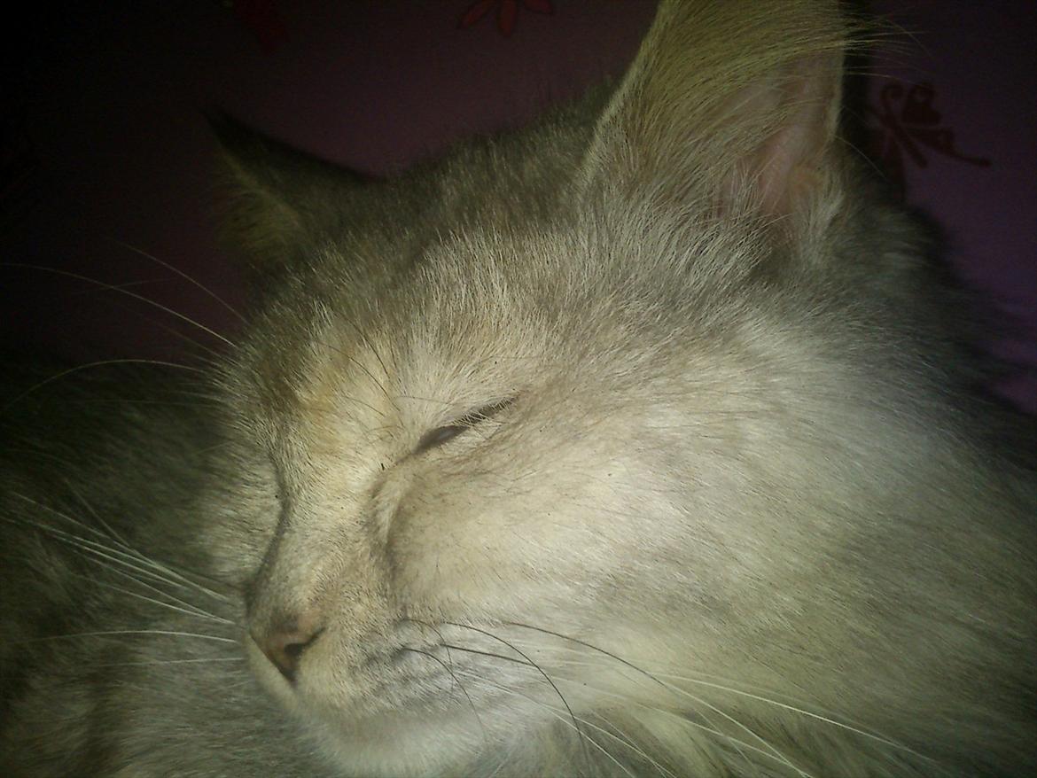 Maine Coon Mimmi(Pippi) R.I.P My Love billede 2