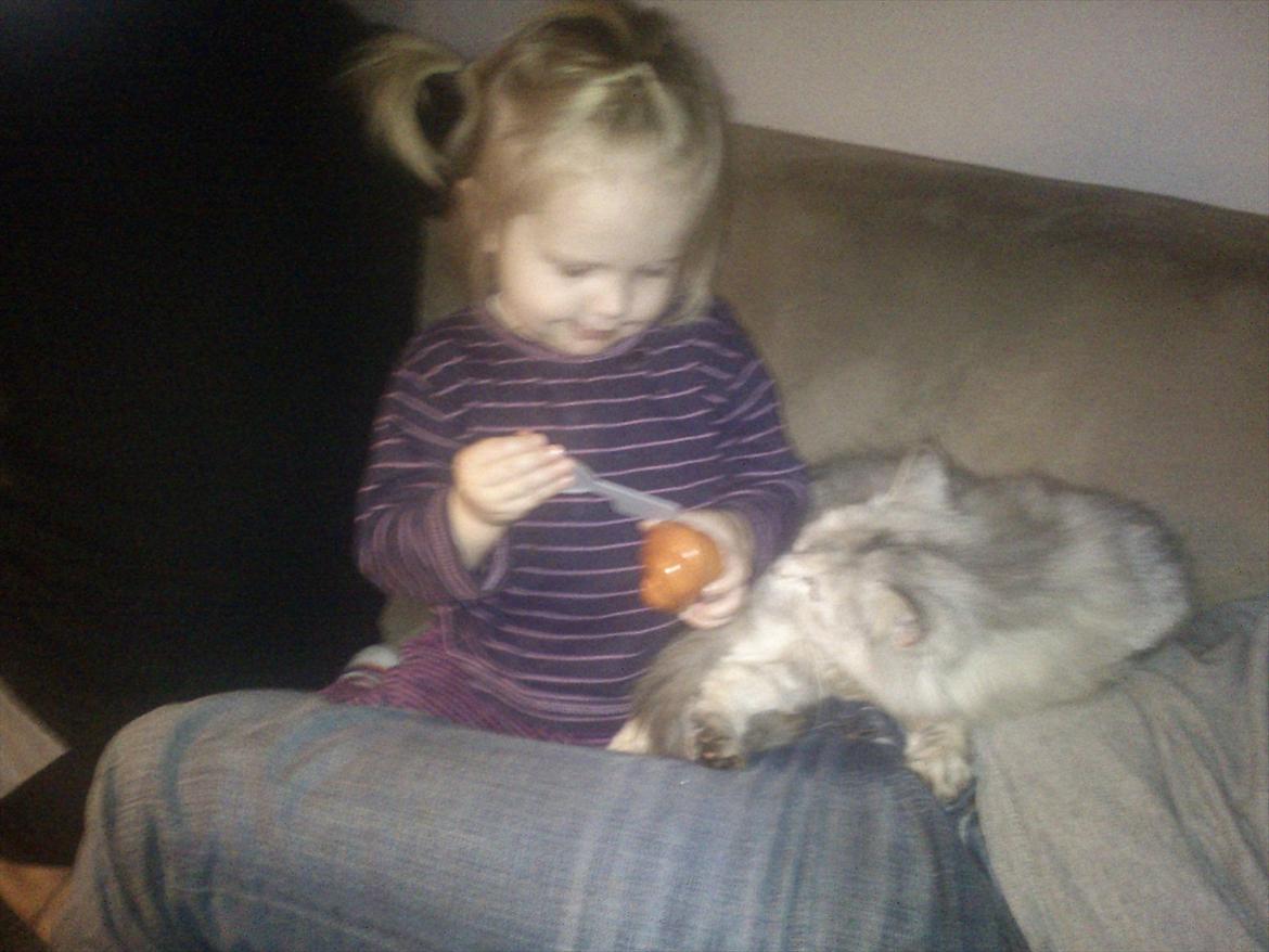 Maine Coon Mimmi(Pippi) R.I.P My Love billede 6