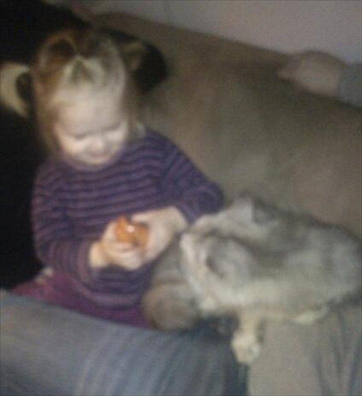 Maine Coon Mimmi(Pippi) R.I.P My Love billede 3