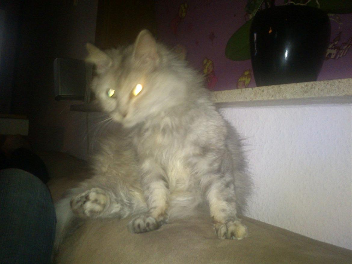Maine Coon Mimmi(Pippi) R.I.P My Love billede 7