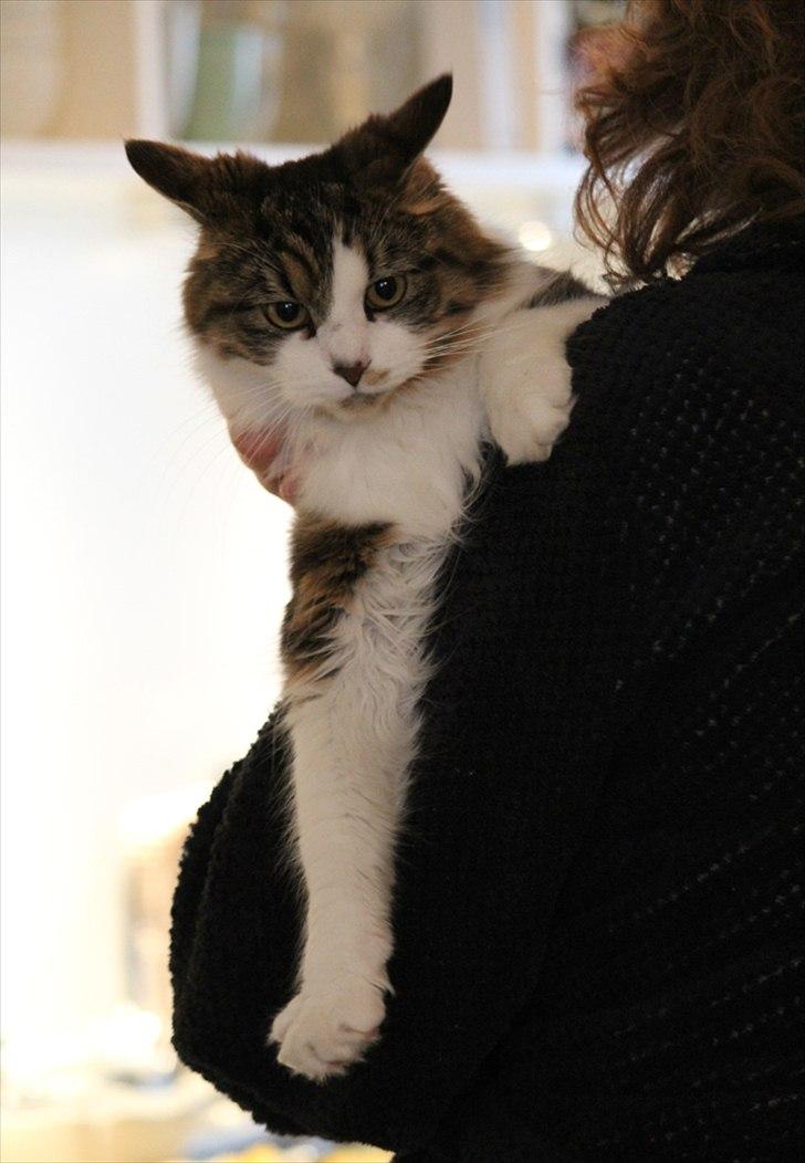 Blanding af racer Malou - Jeg er ikke en kælemis, men nogen gange er det ok :-) billede 20