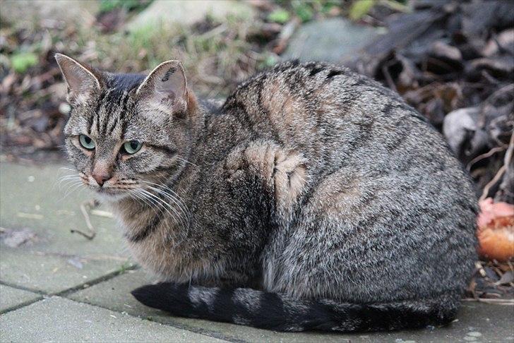 Blanding af racer Kelly billede 17