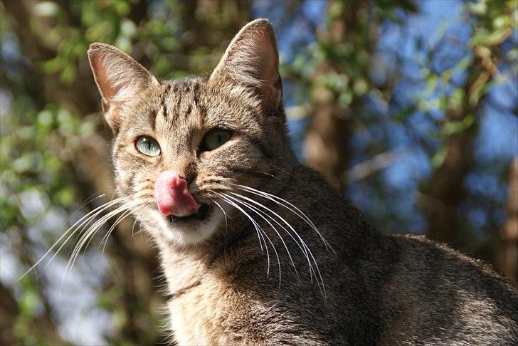 Blanding af racer Kelly billede 18