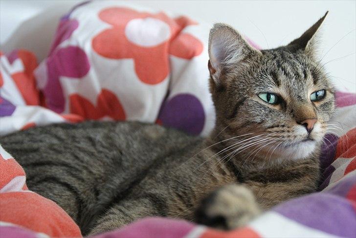 Blanding af racer Kelly billede 19