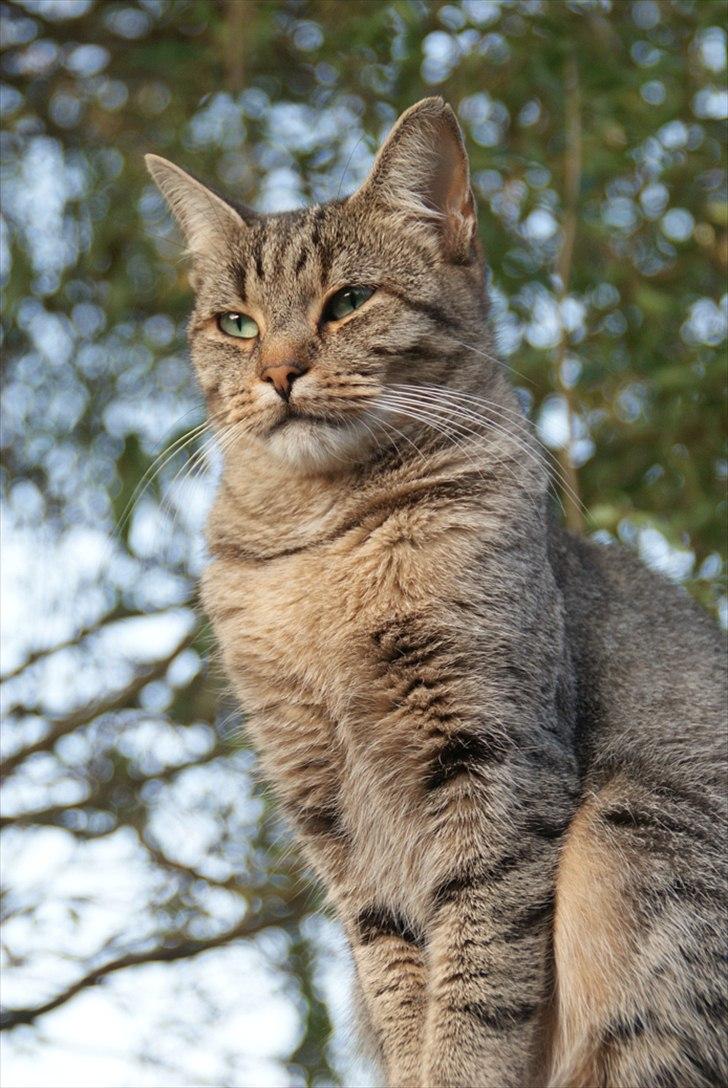 Blanding af racer Kelly billede 1