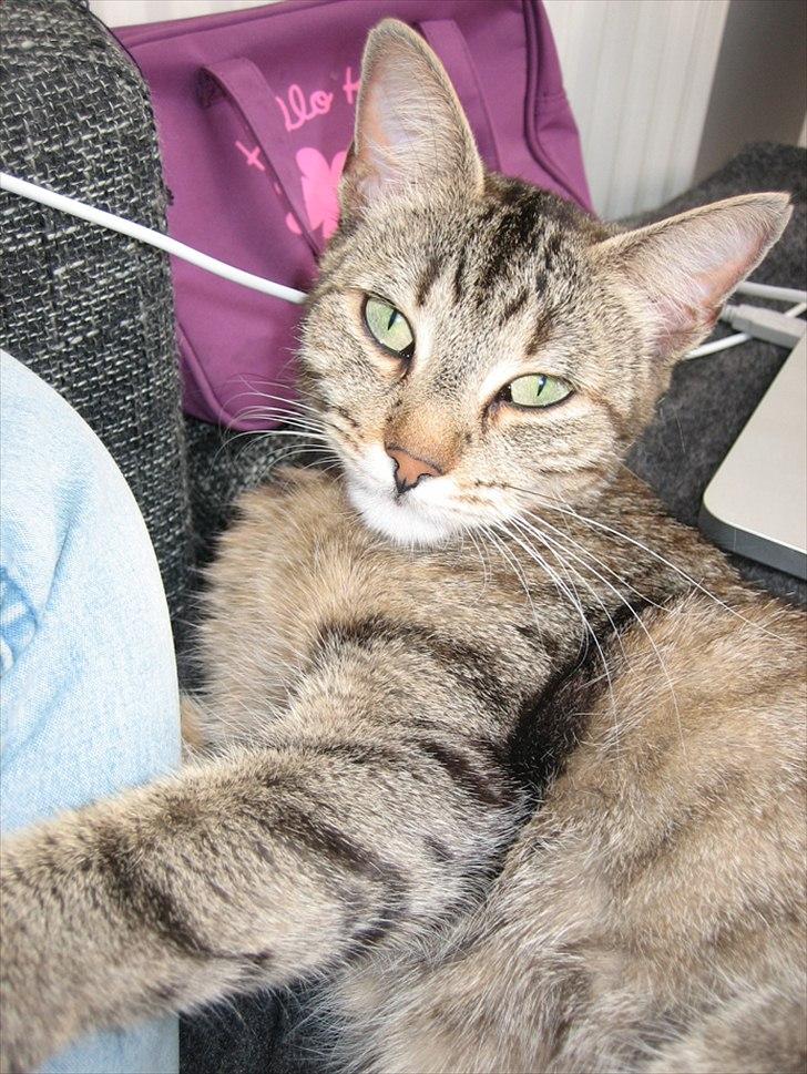 Blanding af racer Kelly - min kælemis :-) billede 20