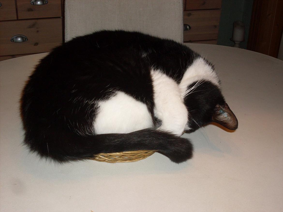 Huskat Buster - en lille lur i brød kurven er skønt  billede 7