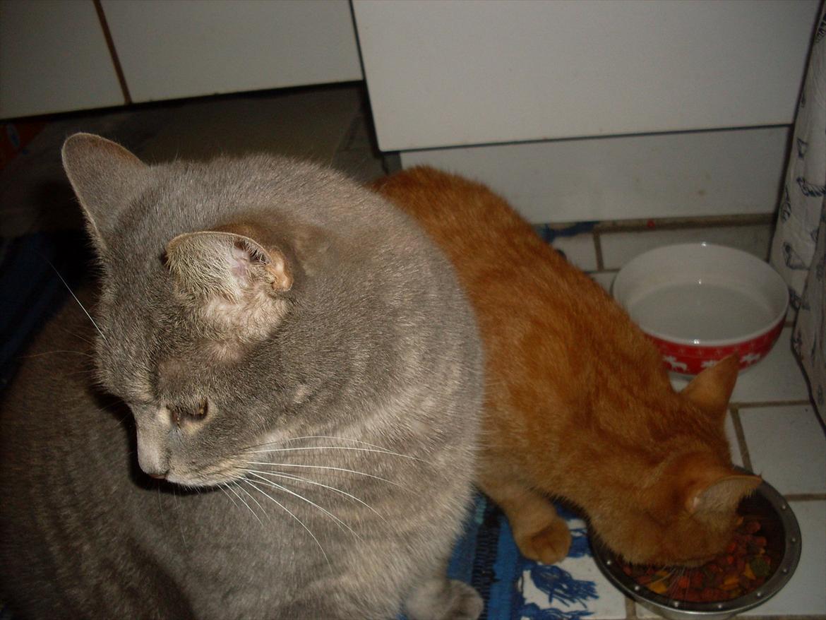 Huskat Tigerdyr - så Baby lad så vær med og tag min mad!! :D billede 2